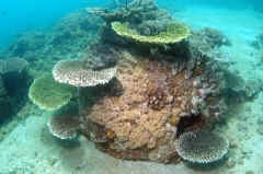 crecimiento coralino de 5 años en Reef Ball