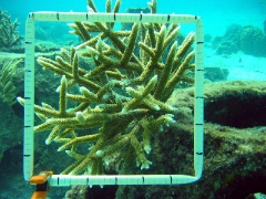 Coral Crecido Del Fragmento Minúsculo