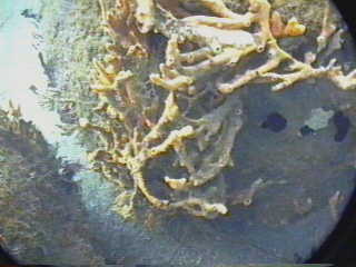 Sponges