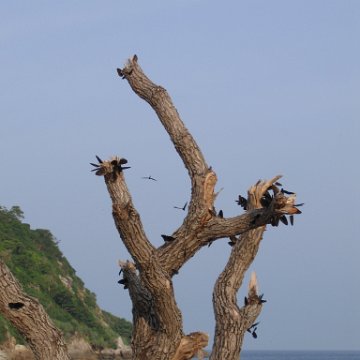 butterfly_tree_2 butterfly_tree_2
