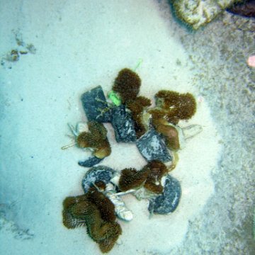 1_sacrophyton__7-4-2005 1_sacrophyton__7-4-2005