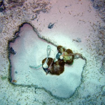 2_sacrophyton_7-4-2005 2_sacrophyton_7-4-2005