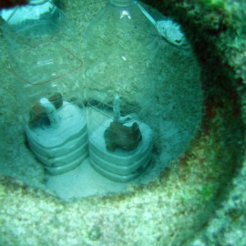 4_sacrophyton_11-4-2005 4_sacrophyton_11-4-2005