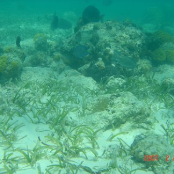 Beaches2007Feb24-34 Beaches2007Feb24-34