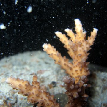 nightunderwater 002 nightunderwater 002