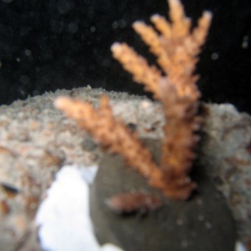 nightunderwater 003 nightunderwater 003
