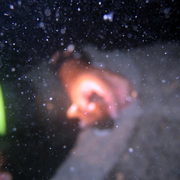 nightunderwater 004 nightunderwater 004