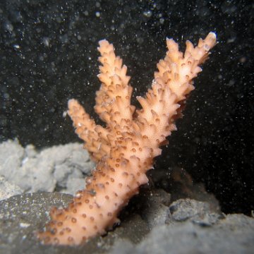 nightunderwater 008 nightunderwater 008