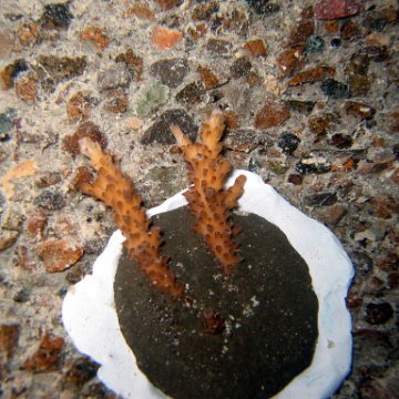 nightunderwater 009 nightunderwater 009