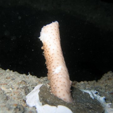nightunderwater 013 nightunderwater 013