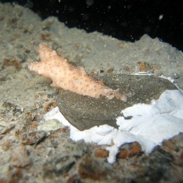 nightunderwater 014 nightunderwater 014