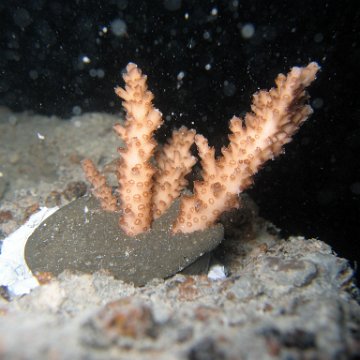 nightunderwater 017 nightunderwater 017