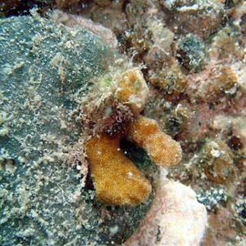 DSC00991