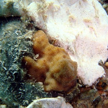 DSC00995