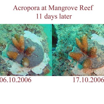 Aropora changes 11 days later Aropora changes 11 days later