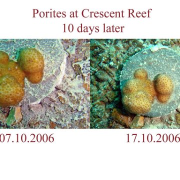 Compear Porites at Crescent Reef Compear Porites at Crescent Reef