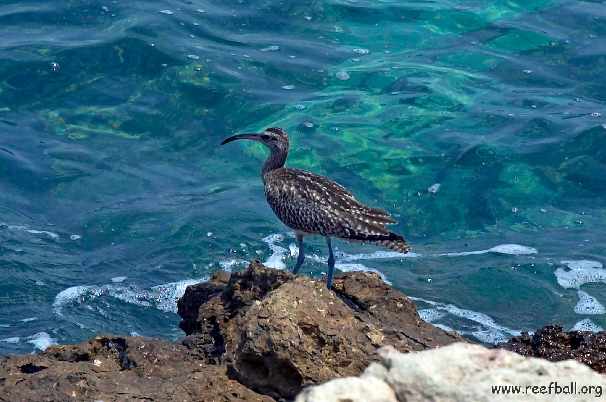 Whimbrel