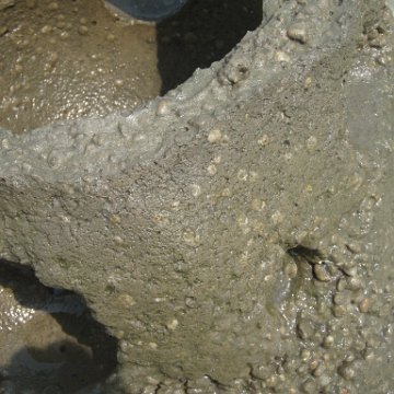 Picture 238