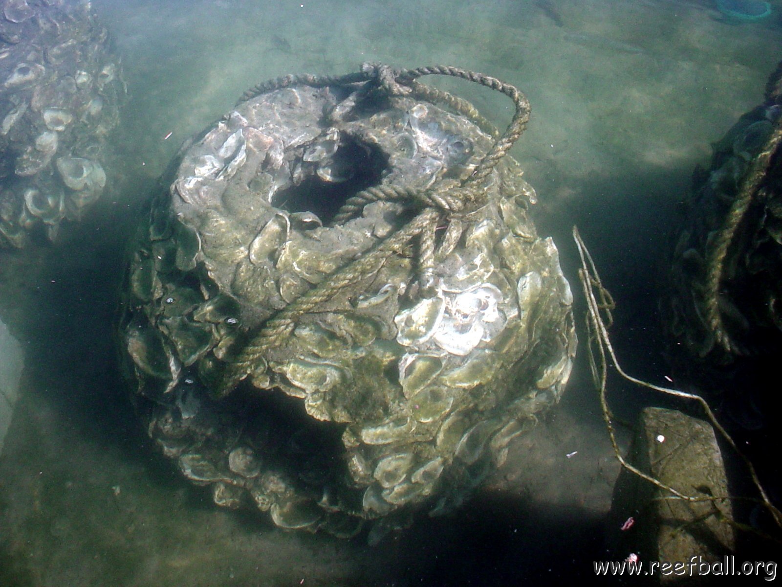 seasearchreefballsinpool_010
