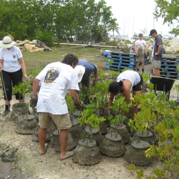 leesphotoscayman 215 leesphotoscayman 215