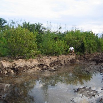 caymanislandsreefcrestt050 caymanislandsreefcrestt050