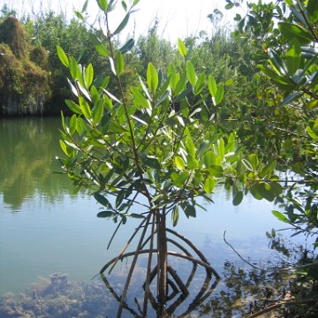 Photos of a Red Mangrove Tree Photos of a Red Mangrove Tree